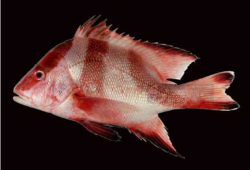 Lutjanus sebae: The Striped Beauty of Indo-Pacific Reefs